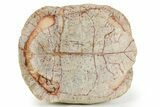Inflated Fossil Tortoise (Stylemys) w/ Limb Bones - South Dakota #373009-7